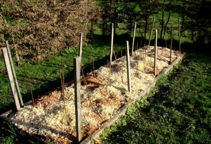 Frambuesas en una cama elevada