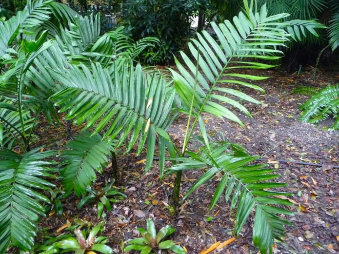 Hamedorea in de natuur