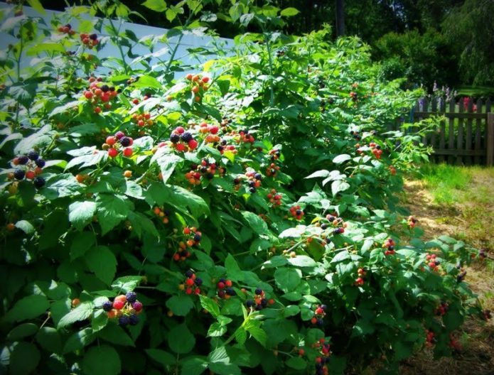 Himbeere im Halbschatten