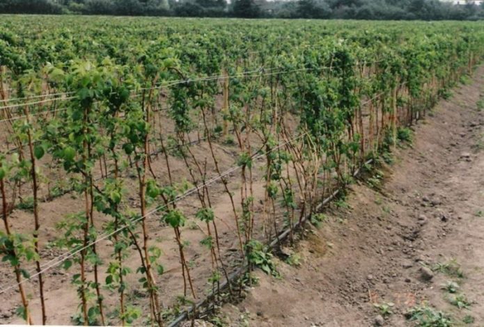 Irrigazione a goccia di lamponi