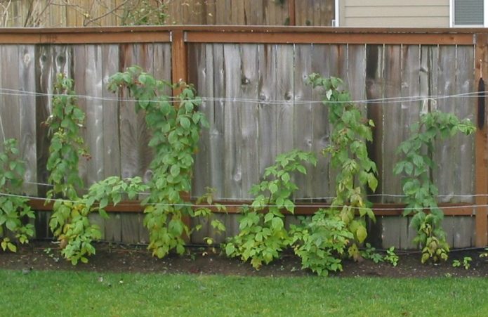 Framboises à l'ombre