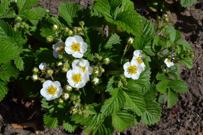 Morango florescendo