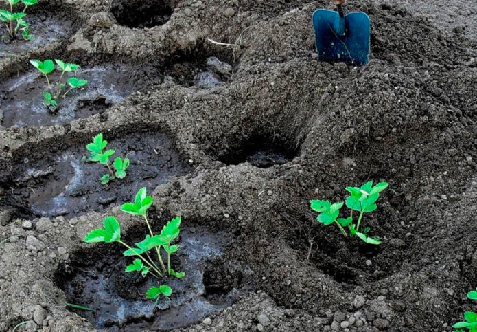 Plantering av jordgubbar i separata buskar