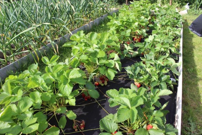 Aardbeien in rijen planten