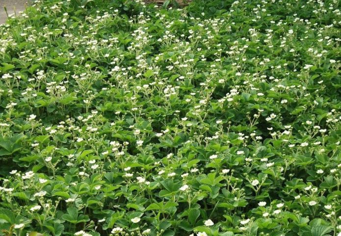 Tapete plantando morangos