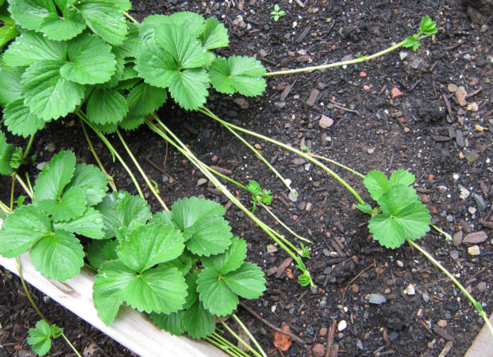 Mustache of garden strawberry