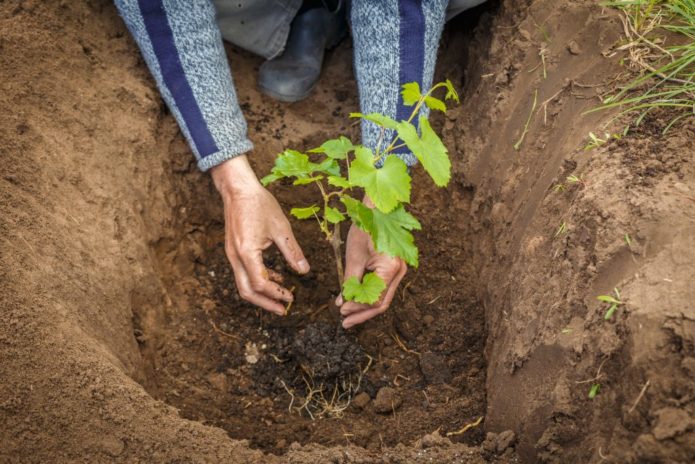 Plantarea strugurilor