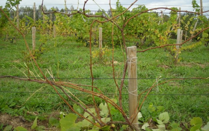 Uvas en un enrejado