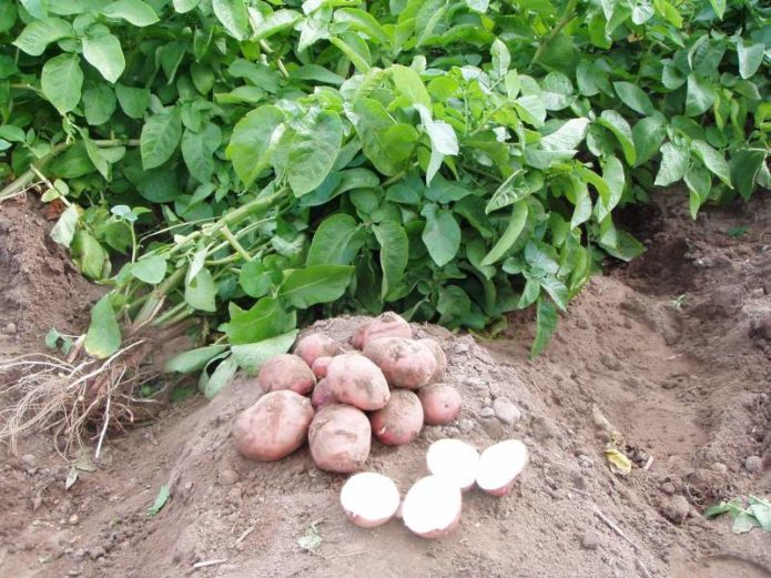 Kartoffeln im Garten