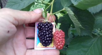 Natchez Blackberry ไร้หนาม