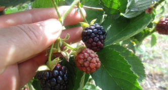 Ošage Besshipless Blackberry