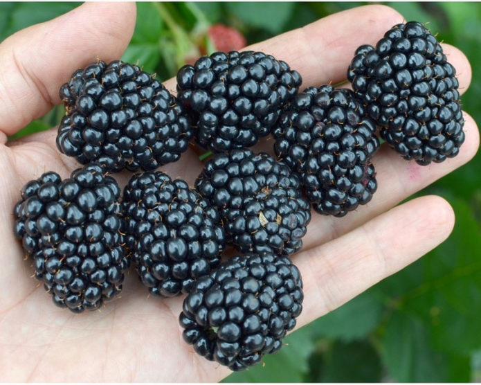 Loch Tay Blackberry Besship