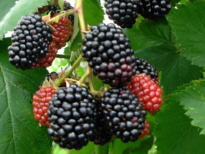 Besshipless blackberry cultivar Cachanska Bestna