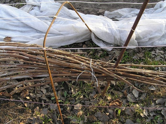 Abri de la mûre sans épines pour l'hiver