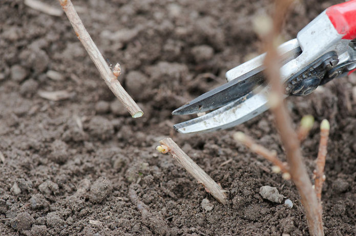 Bijsnijden bij het planten