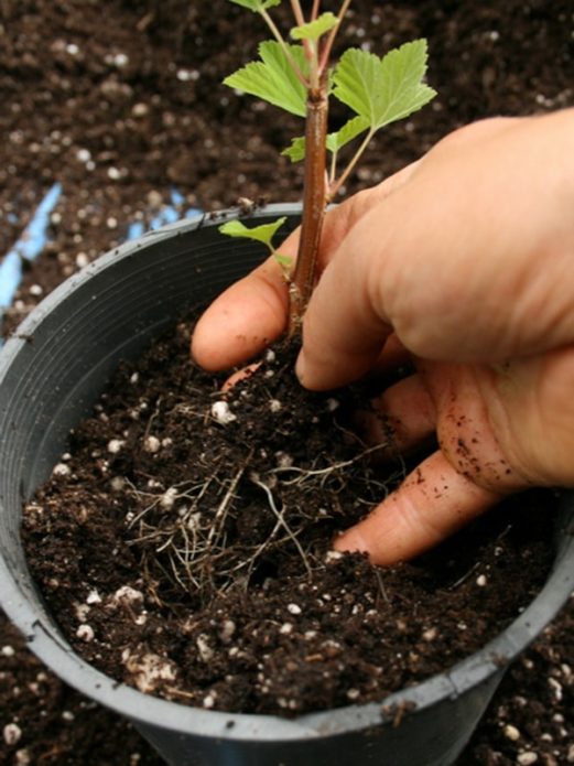 Zaailing in een pot