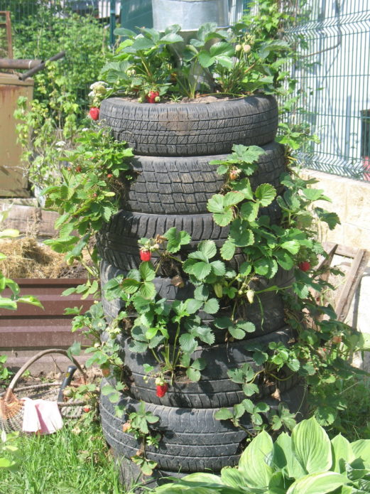 Aardbeien in banden