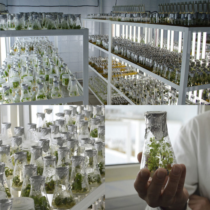 Collage - micropropagation laboratory