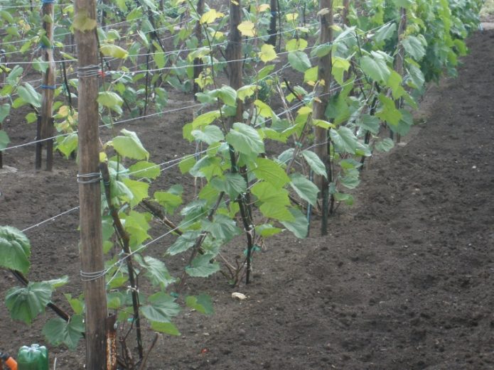 أصناف العنب Rootstock Kober 5BB