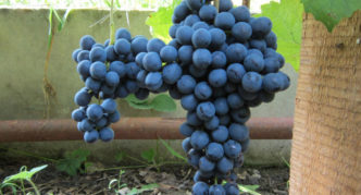 Grape variety Kishmish Black Sultan