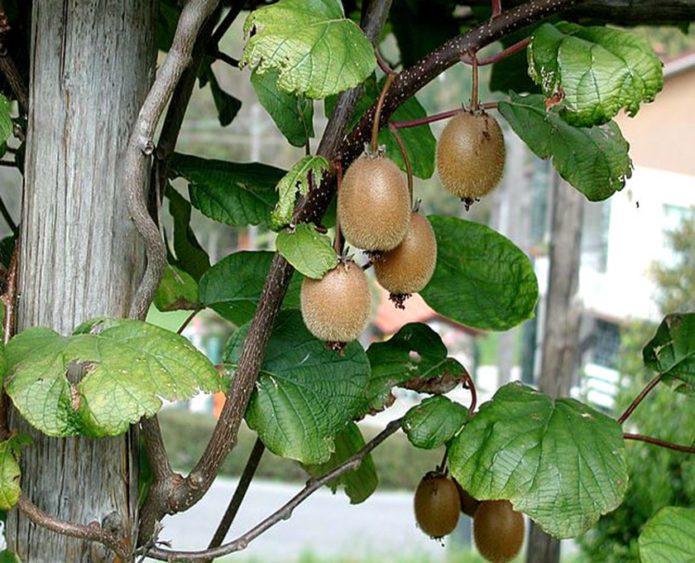 Kiwi på en gren