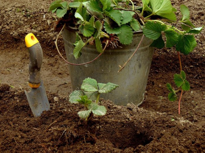 Plantning af jordbær med overskæg i sensommeren