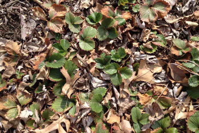 Fraises au printemps