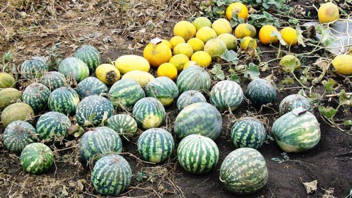 Wassermelonen und Melonen