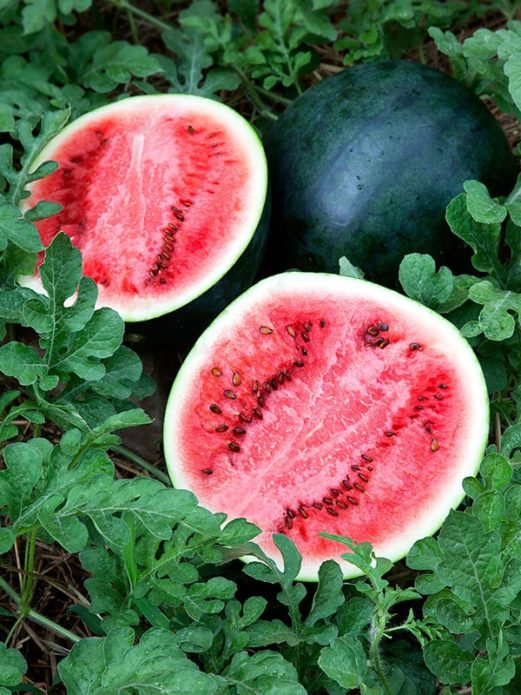 Karpuz şeker bebek