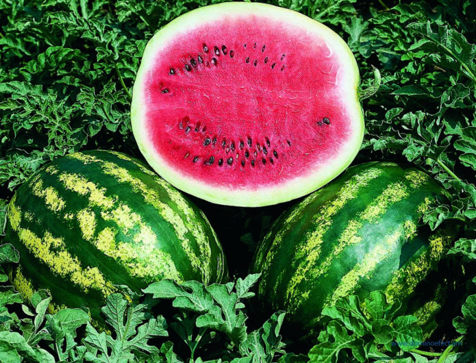 Wassermelone Purpur süß