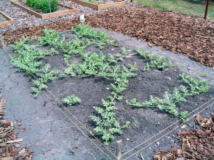 Wassermelonenbett