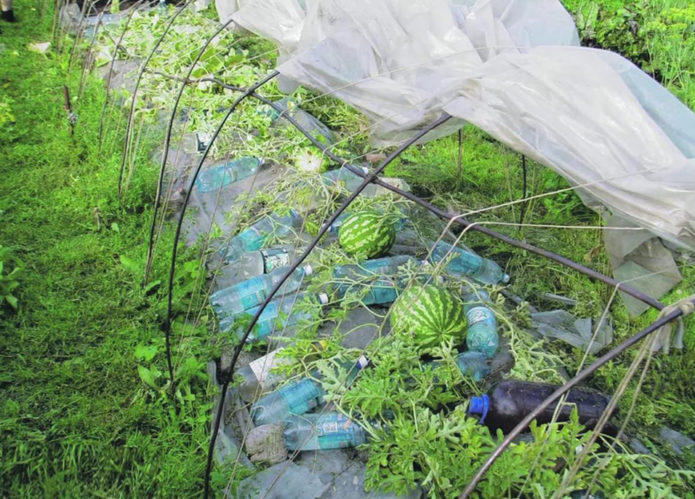 Temporärer Schutz für Wassermelonen