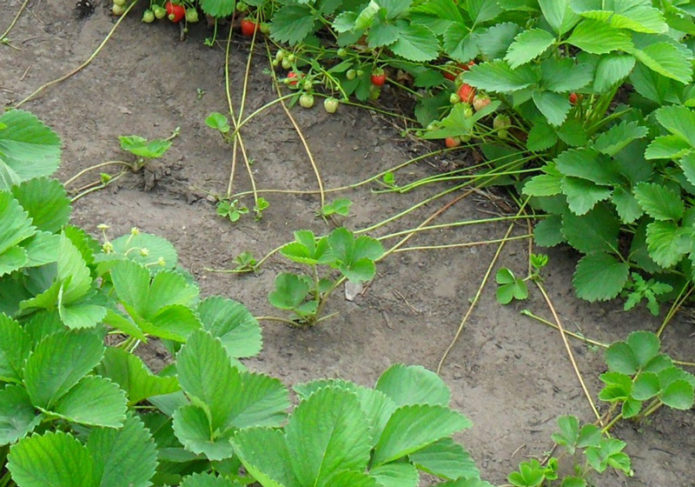 Whiskers of repairing strawberries in the garden