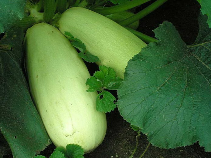 Zucchini Gribovsky