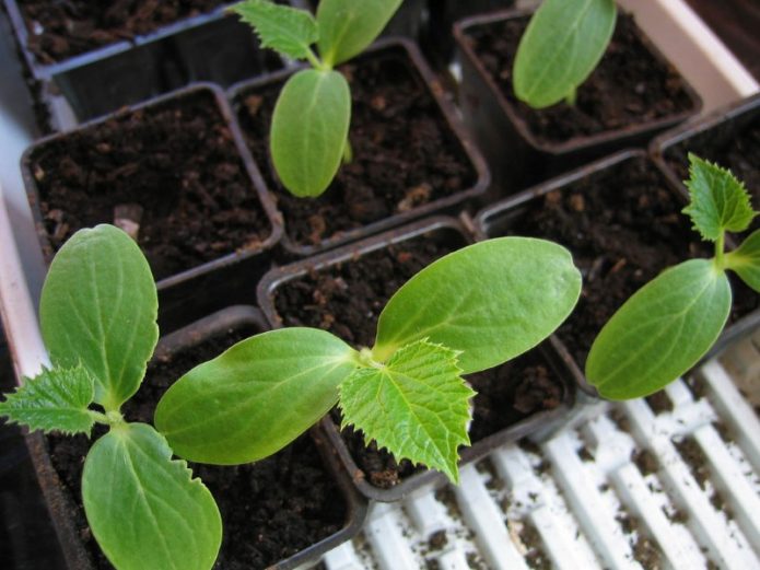 Zaailing squash