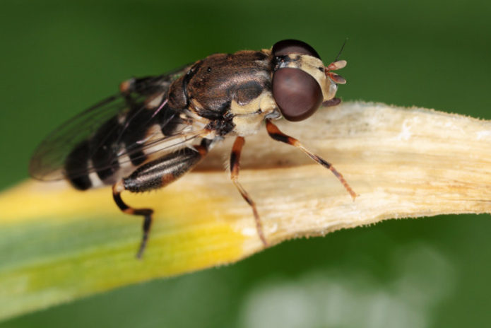 Mouche de l'oignon