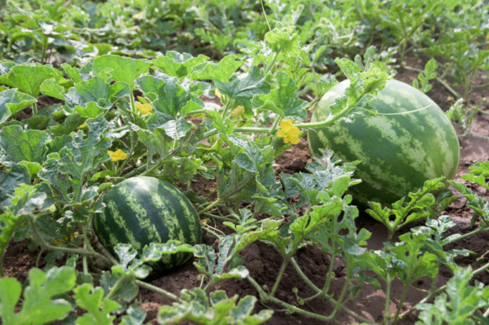 Wassermelonen auf freiem Feld