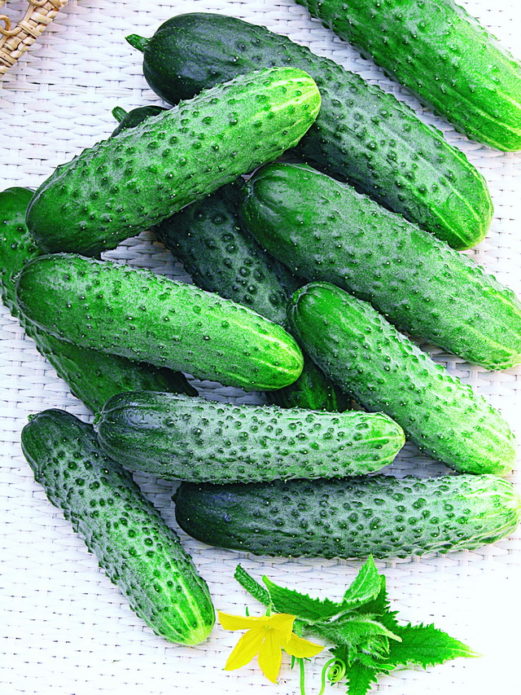 Tapang ng Pipino