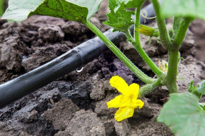 Drip irrigation