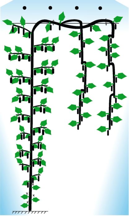 Formavimo schema