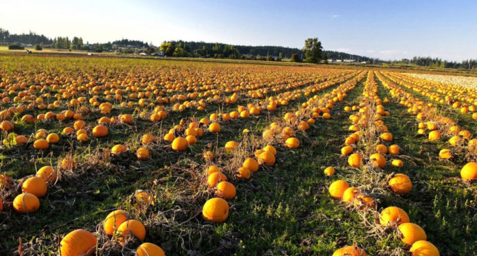 Melonen auf dem Feld