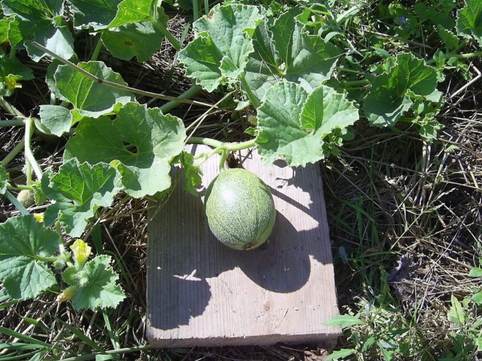 Melone auf dem Gartenbett auf einem Brett