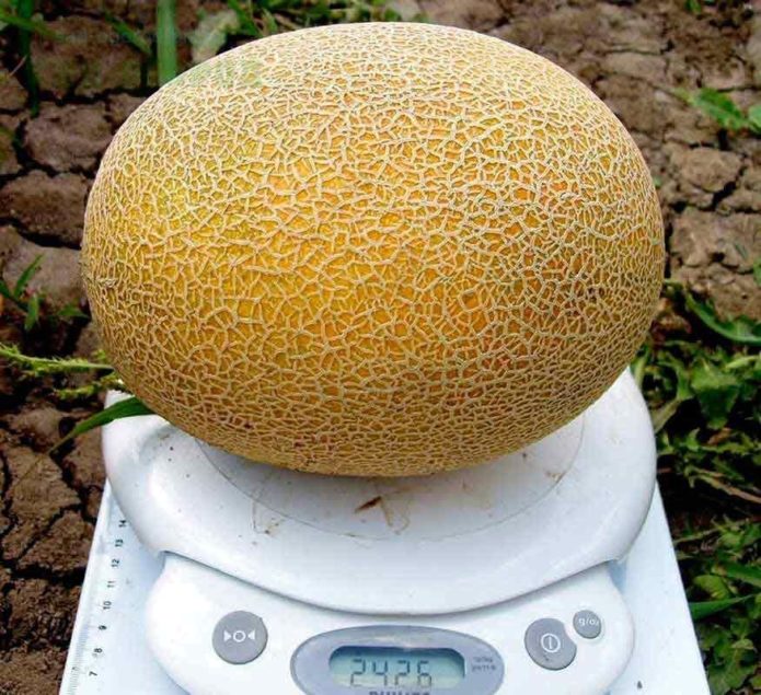 Melon karamel