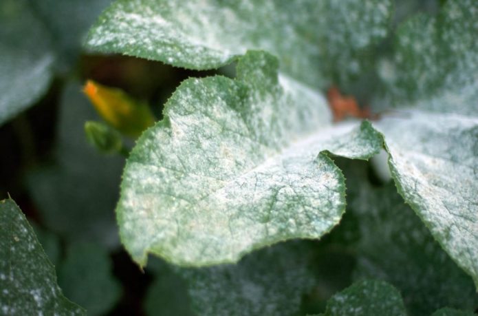 echte meeldauw op een blad