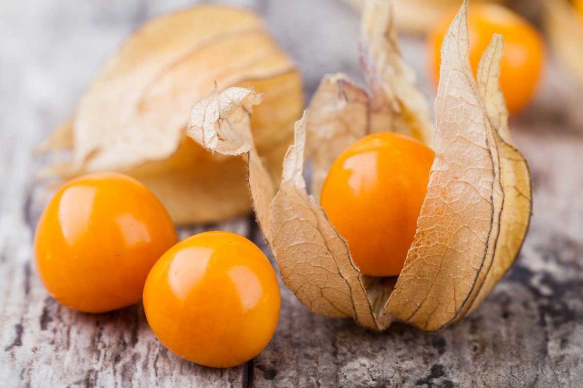 Qu'est-ce que la fraise physalis et comment la cultiver dans un jardin