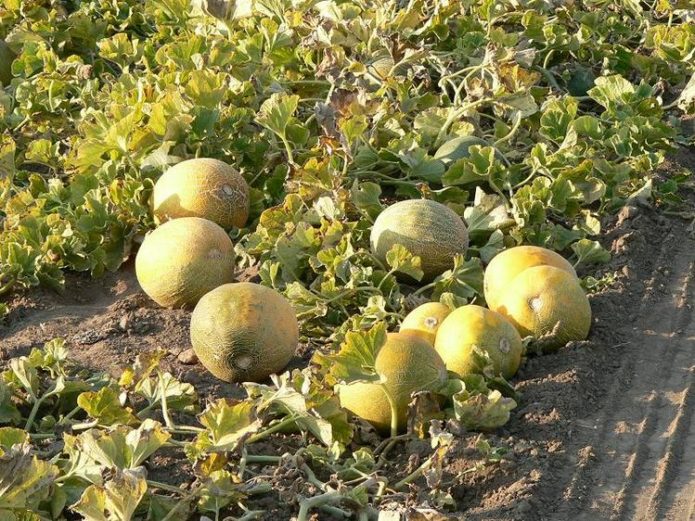 Melones en el jardín