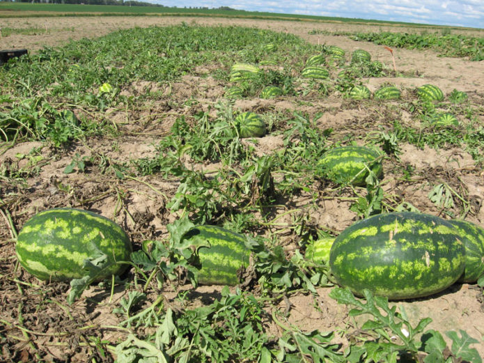 Watermeloenen in het veld