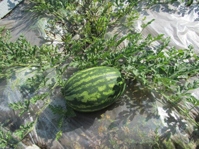 Sandía en un jardín inteligente