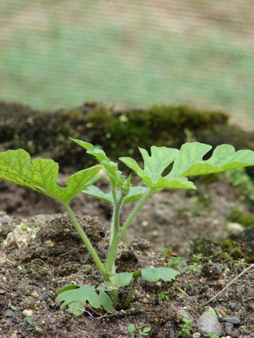 Frøplanter etter planting