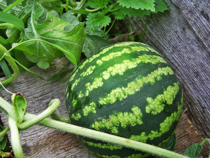 Vattenmelon på en planka